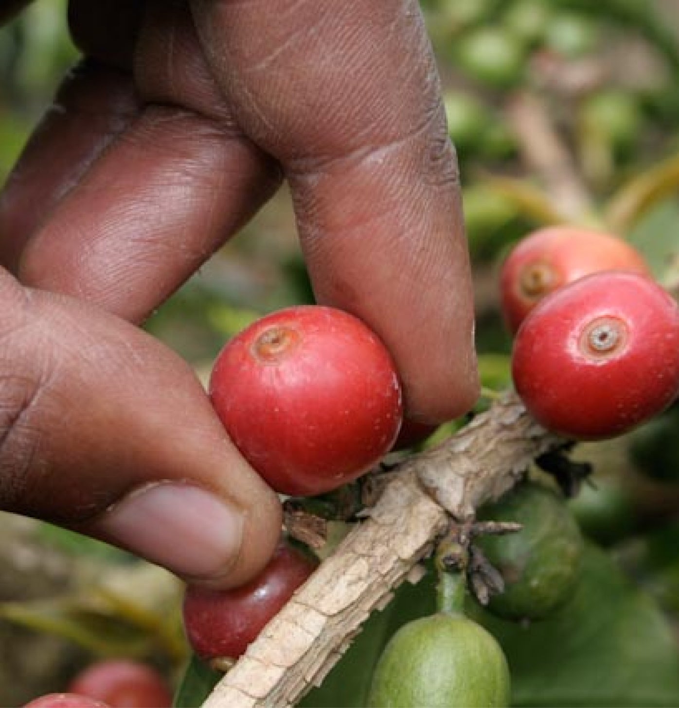 Burka Green Coffee Beans